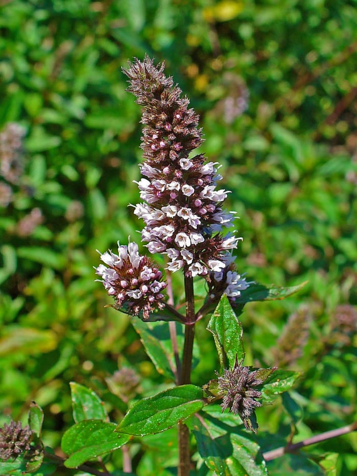 The oil that comes from peppermint can help relieve congestion that can bring on a snoring problem.