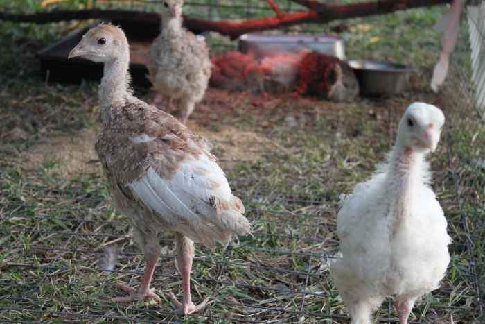 This may look like a turkey poult to some, but it's actually a cleverly-disguised feather-puppy.