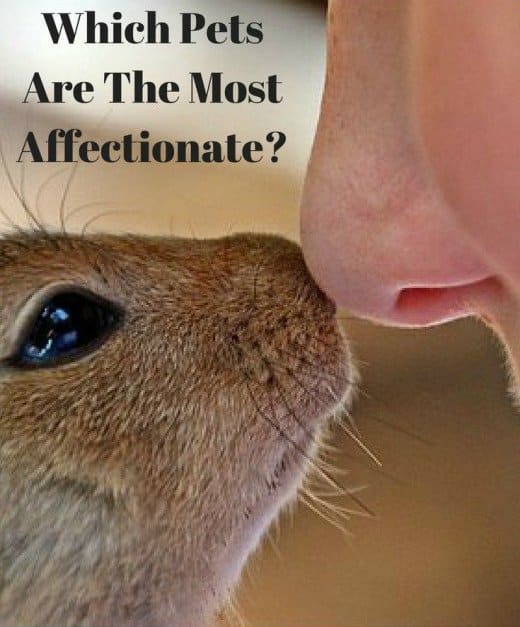 If you're looking around for a new friendly companion to share your life with, read on to find out which animals are the most affectionate and loving.