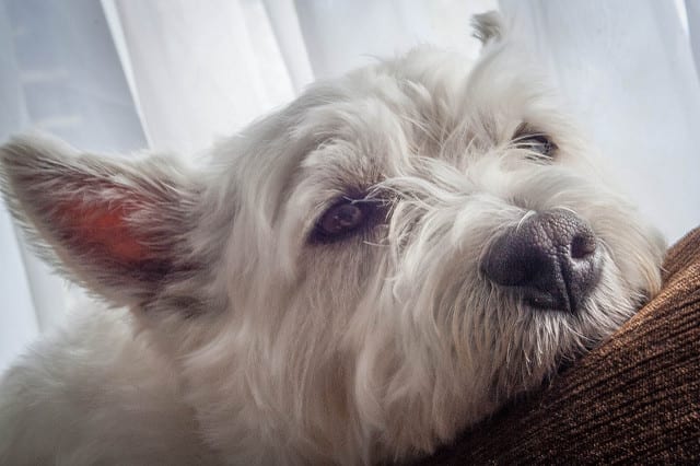 Many dogs sleep for most of the day when left alone; other dogs become sad.