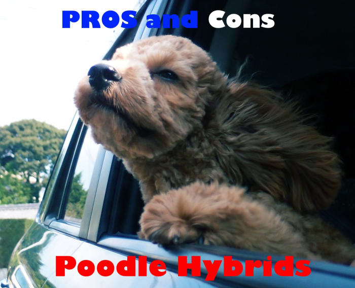 The pros and cons of Cockapoos, Shepadoodles, and other Poodle hybrids.