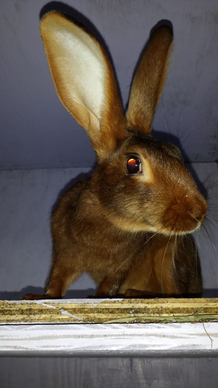 belgian-hares-the-race-horse-of-rabbits