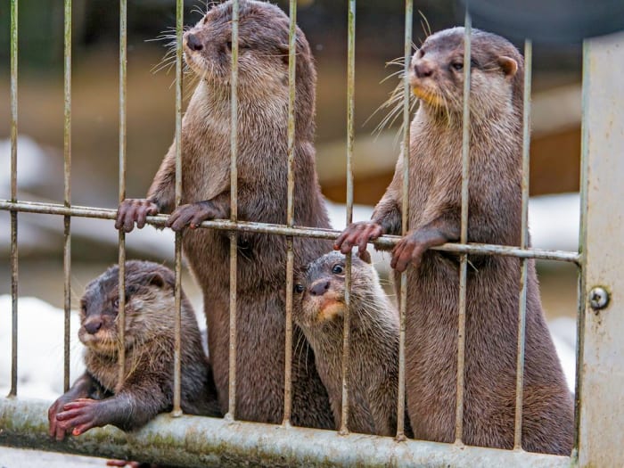 A Guide to Legally Owning and Caring for a Pet Otter