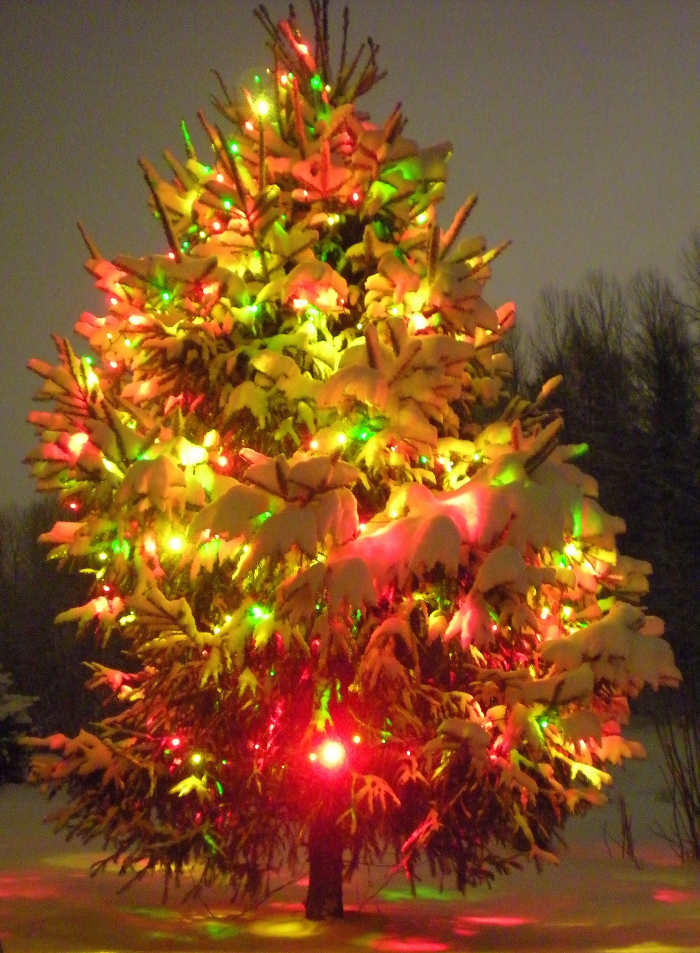This of course is not the tree. The location has prevented me from photographing the tree in my story.