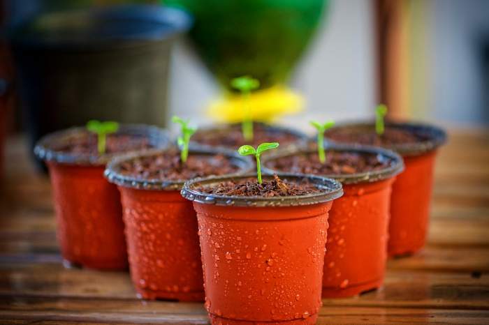 Many people believe that playing music to plants can help them to thrive. The idea is rooted in the work and experiments of Dorothy Retallack, who covered the subject in the 1970's. She concluded that only some types of music are good for plants.