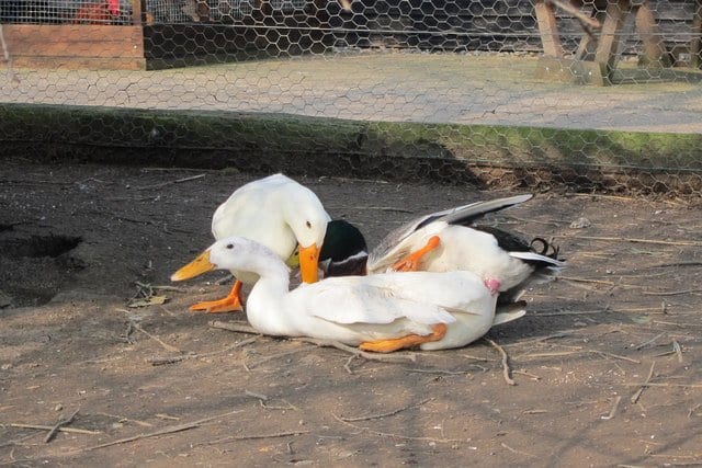 Pour les canards, le processus de reproduction n'est pas très agréable pour les femelles, mais il y a des mesures que vous pouvez prendre pour réduire les risques de dommages.'t very pleasant for the females, but there are steps you can take to reduce the risk of harm. 