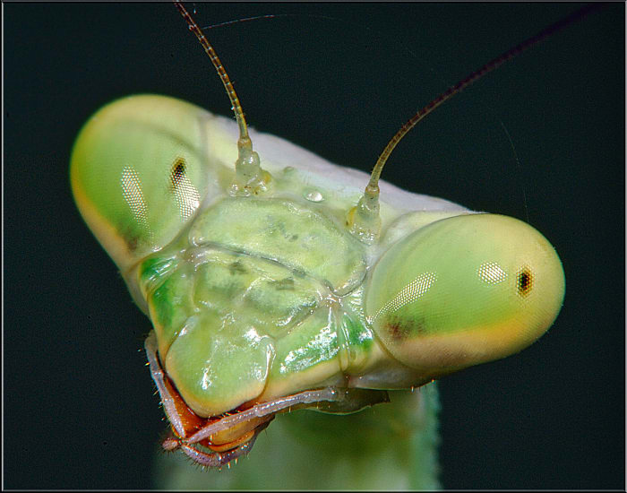 This praying mantis is so ugly he's cute. Remember, however, that he is NOT a "preying" mantis, so you shouldn't be too afraid of him. He does prey, but not on humans.