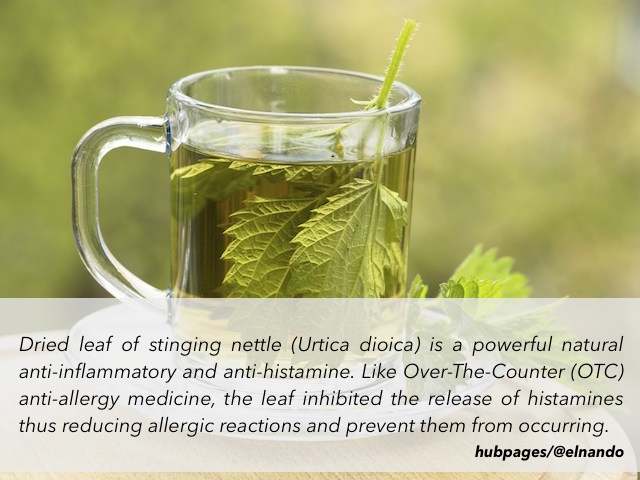 Stinging nettle or scientifically known as Urtica dioica is one of many popular herb-based natural allergy therapies - thanks to its antihistamine effect.