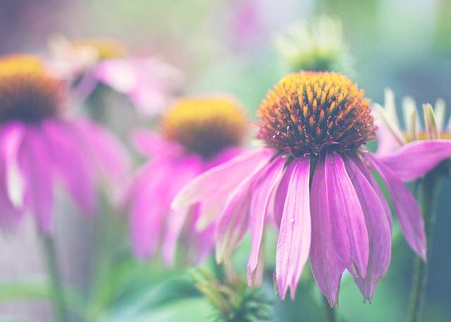 Purple coneflower is a beautiful addition to planned gardens, but also grows naturally in prairies and wooded areas.
