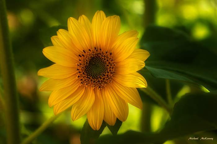 The round, center of the sunflower is filled with hundreds of seeds. If you find sunflowers growing where you didn't plant them, a squirrel may have buried a seed for later, but it grew instead. Our friends Joseph and Eileen Lagarde grew this one