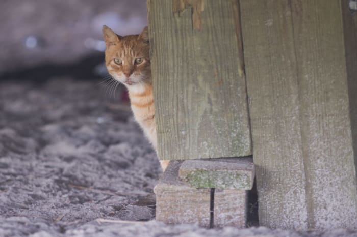 The beloved cats of the boardwalk in Atlantic City, NJ, are protected and fed by a group called The Alley Cat Allies and other volunteers who assist in a program of trap-neuter-return that began in 2000.