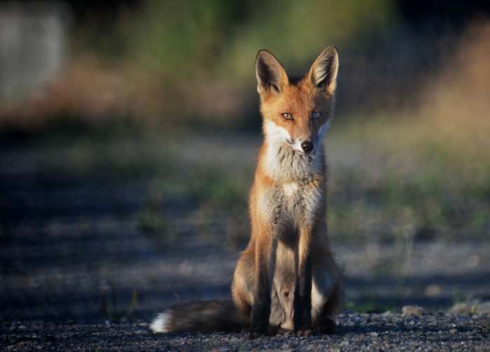 Widespread, clever, and tenacious, foxes are the stereotypical chicken killer, but there are many other species that may threaten your flock.