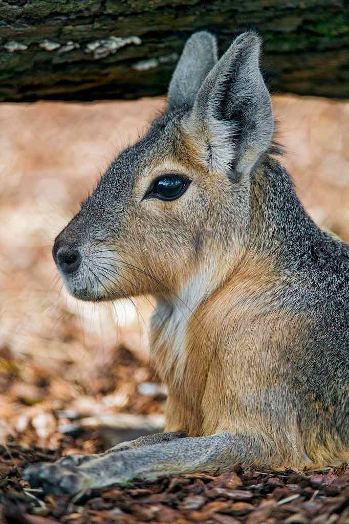 Maras, or cavies, are rodents with their own set of unique traits that make them different from their closest domestic relative, the guinea pig.