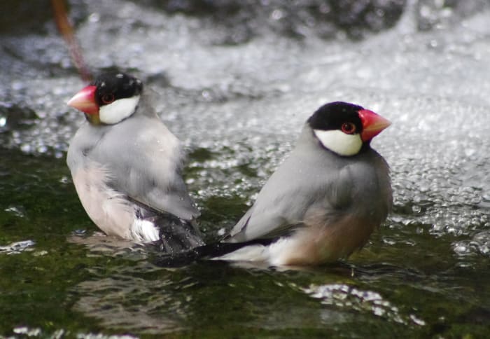 Finches live for around 5–9 years in captivity. They're just one example of a pet bird with a shorter life span.