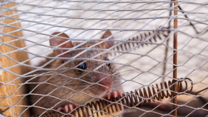 Rats, mice, and other small rodents are incredibly social creatures and crave the companionship of their own species.