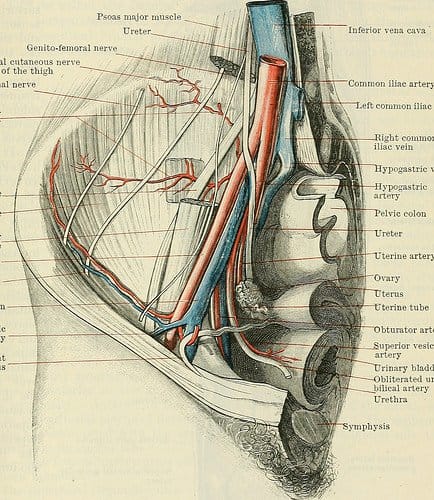 The hip and groin regions are very complex. As you can see from this diagram of the right hip, there are many blood vessels and nerves running through the area.