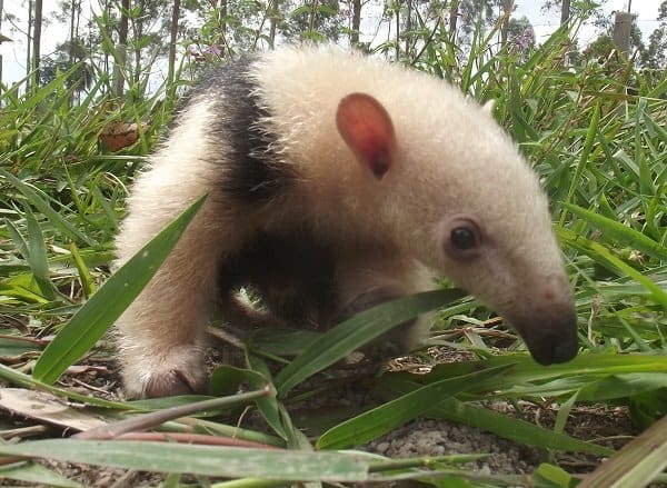 Un giovane tamandua alla ricerca di uno spuntino.