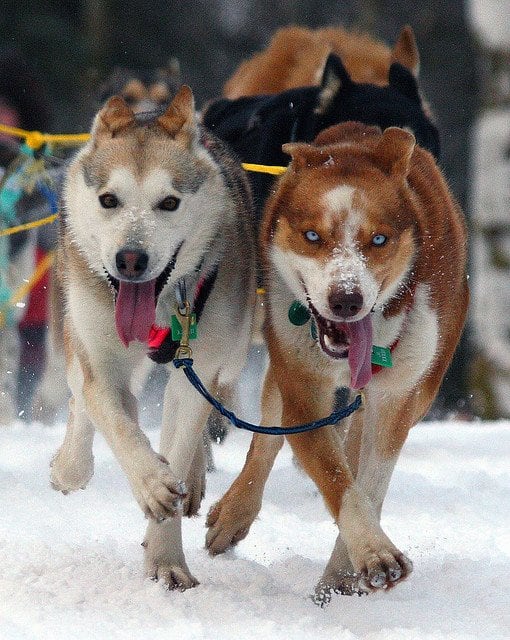 Siberian Huskies have been bred to work, not be inactive sitting around all day.
