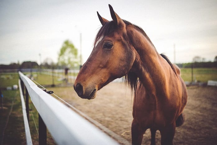 signs of head trauma in horses