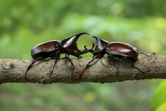Two rhinoceros beetle have some kind of disagreement (probably over mating rights). Don't worry, they don't use those rhino-like horns on people.