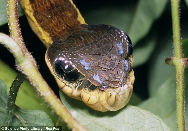 There's no denying that the elephant hawk-moth caterpillar bears an uncanny resemblance to a snake. If disturbed, this caterpillar takes on the appearance of a threatening serpent.