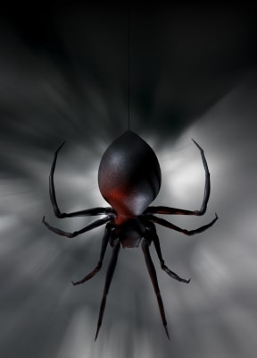 North America's black widow spider is a relative of Australia's redback spider. Note the similar bulbous abdomen.