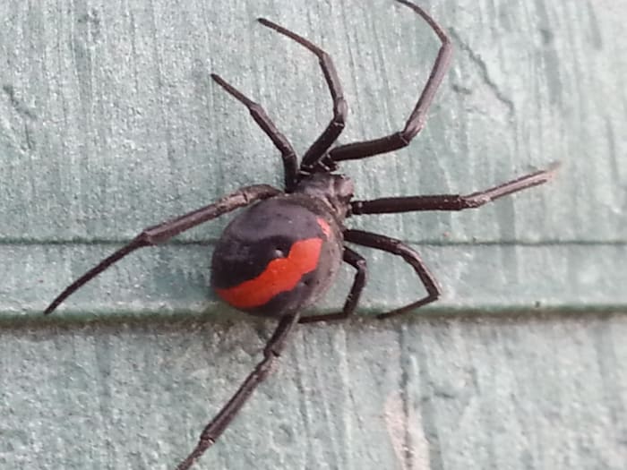 Redback Spider Bite: My Symptoms and Treatment - Patient's Lounge ...