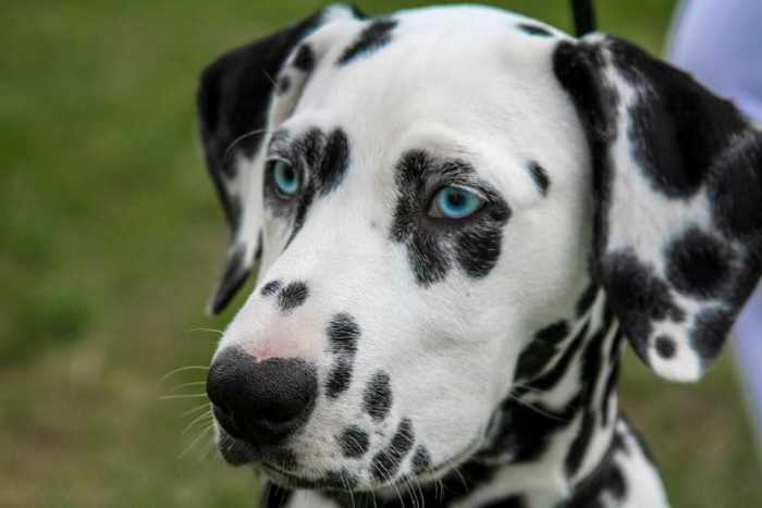 From Jot to Oreo, these creative name ideas will help you find the right name for your spotted friend.
