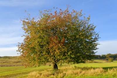 You can thrive where you are planted and be emotionally resilient in challenging as well as in favorable conditions.