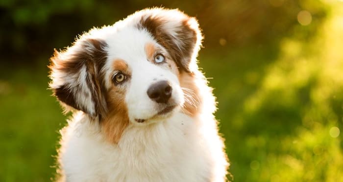 Doing your research ahead of time will help ensure that your dog has a safe and positive experience while being boarded.