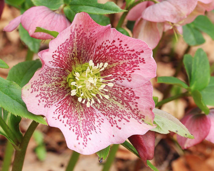 A beautiful Helleborus orientalis (Lenten rose)
