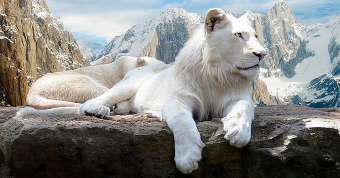 No color necessary. This lion, I'm sure, causes a jaw-dropping reaction for anyone who sees it. When I ran across this photo, it was labeled as an "albino lion" but it's actually a leucistic lion. Photographer is unknown.