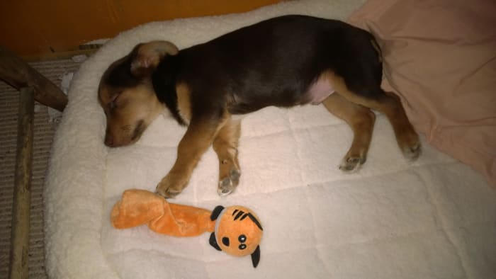 Tucker was horribly abused before he was old enough to chew puppy kibble. This photo was taken after about two weeks of care and nutrition, when I was sure he would live. He is now coming up on two years old and is a faithful friend and companion.