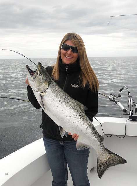 A massive Chinook Salmon caught while downrigger trolling. Chinook often hold much deeper in the water column than other salmon species, meaning downriggers are typically required when trolling for Chinook.