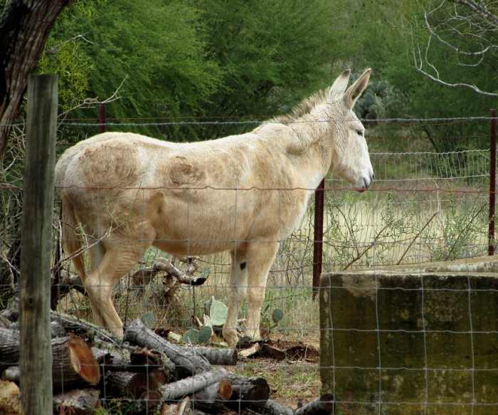 This is a mule who was very similar to my good friend, "Gray Bones."