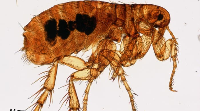flea-and-tick-prevention-for-your-trail-dog