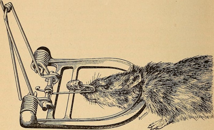 The early guillotine rat trap that stated the rat(s) see the bait (cheese) and eat the food sending the spring back and no more rats.