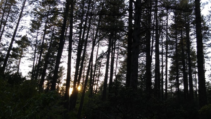 I thank Mother Nature for sharing her "children' with me. This is the view from my deck and is only a few feet away.
