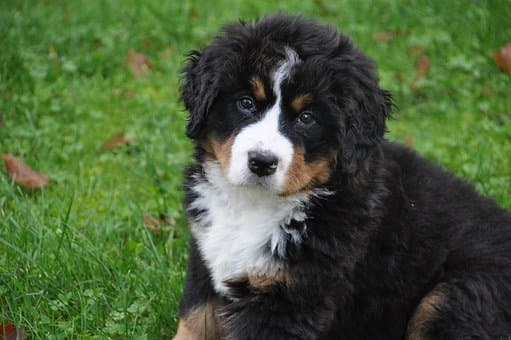  Este cachorro de montanha Bernês está à procura de um nome.