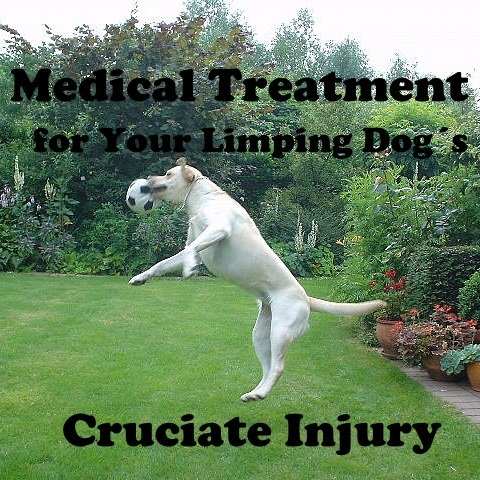 There are medical alternatives to surgery for dogs with cruciate ligament injuries.