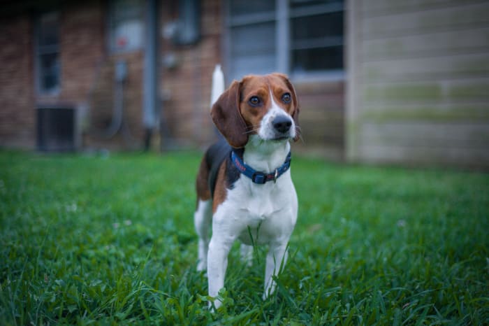 perché-dovresti-prendere-unbeagle