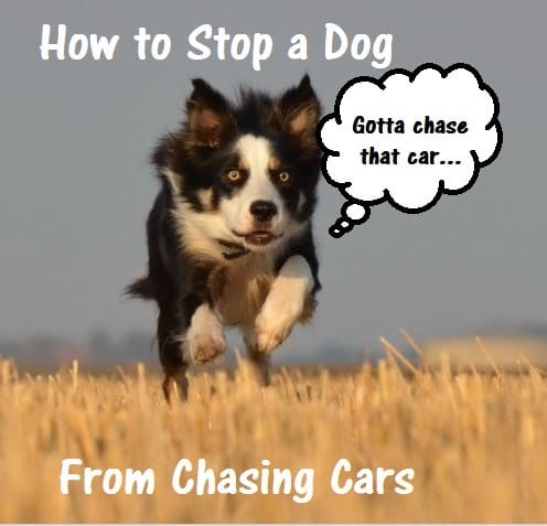 How to Stop a Dog From Chasing Cars