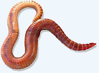 This is the Secret to a Successful Fishing Event. These are called Red Wigglers.