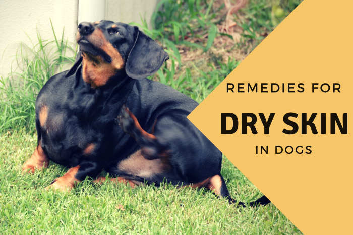 Dry skin in dogs may arise from a number of issues, but diet is often the most prominent cause of skin problems.