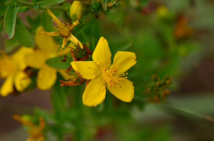 Did you think these beautiful and useful little flowers didn't have a bite? Well you certainly know now!