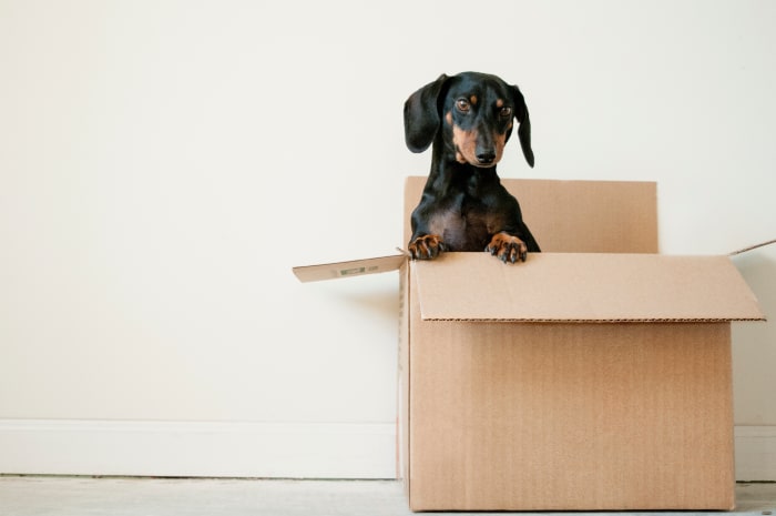 Dog food delivery right to your door, but be aware of shipping costs!
