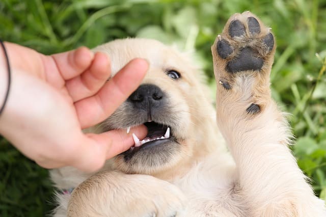 It's natural for puppies to bite, so it's important to begin working on bite inhibition as soon as possible.