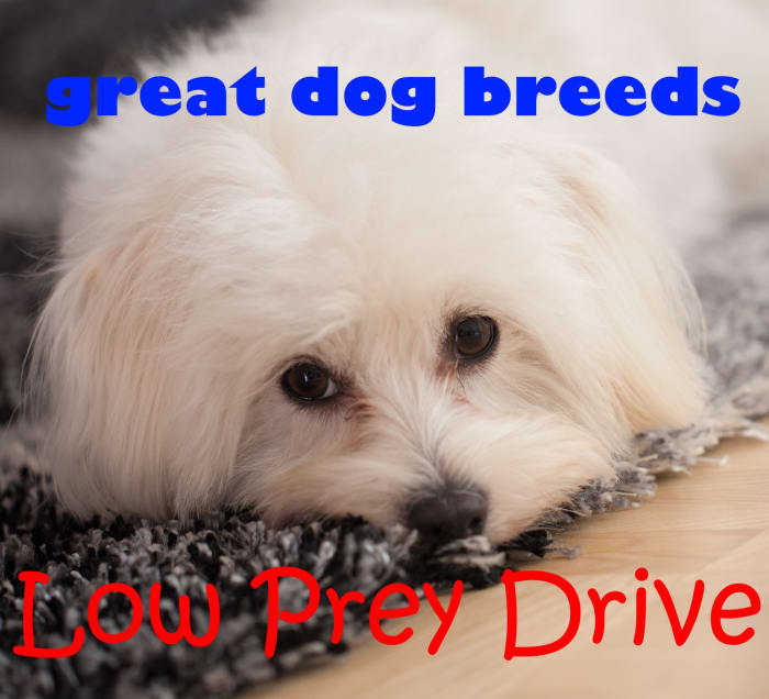 Maltese are one of the great dog breeds with low prey drive.