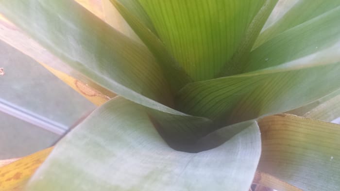 Brocchinia reducta, a carnivorous bromeliad, whose pools provide a home for a variety of microbial and invertebrate life