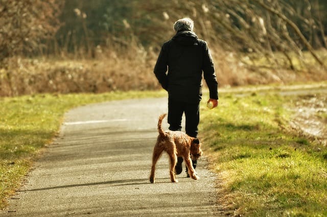 Dog Without a Leash